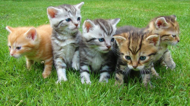 Como Diferenciar Gato O Gata Bebe