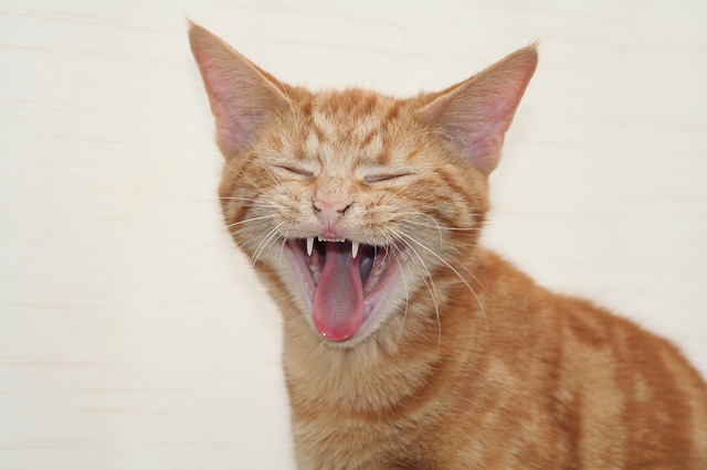 Gato atigrado anaranjado