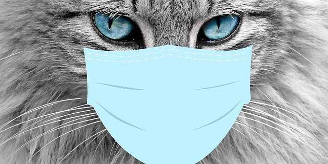 Medidas gatos coronavirus