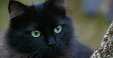 el gato negro